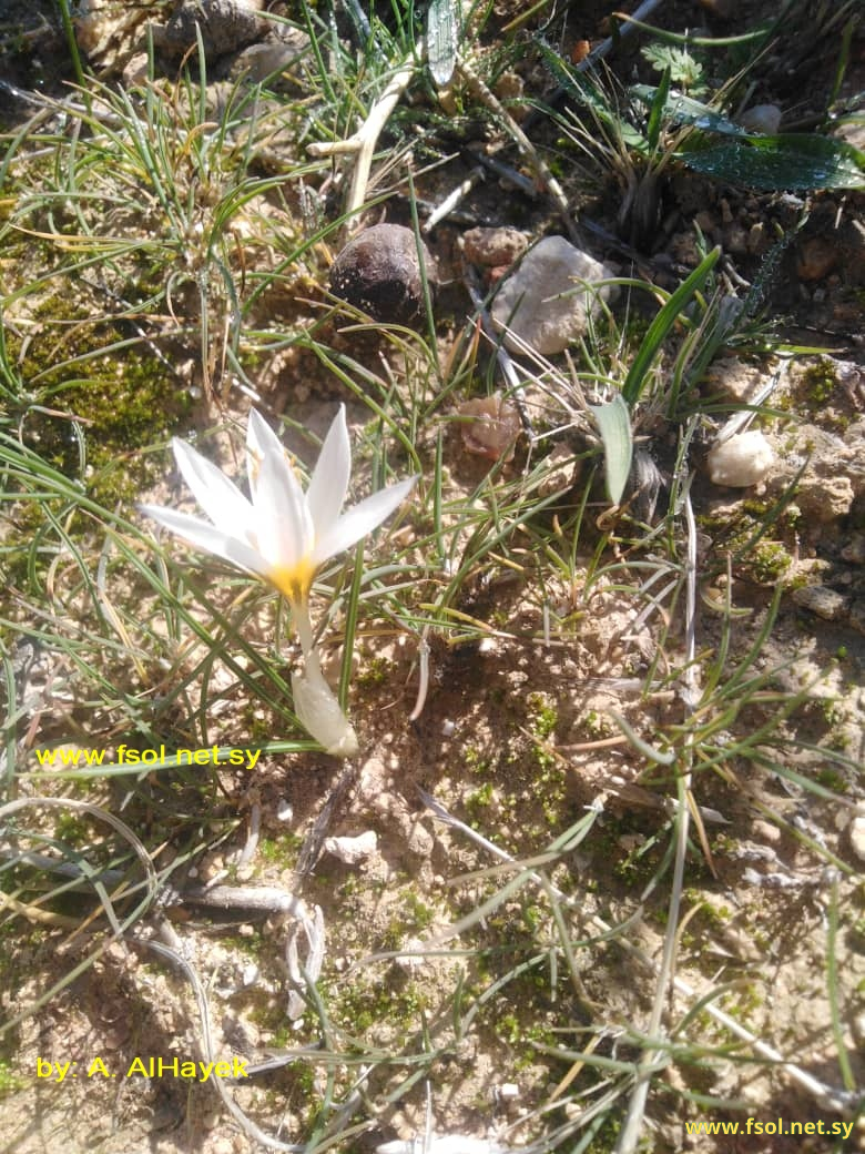 Crocus baalbekensis f. assiensis Addam & Bou-Hamdan